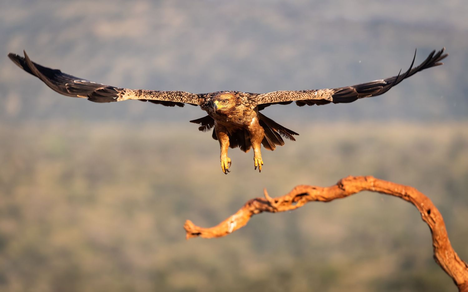 Majestic eagle soaring with wings fully spread approaching a gnarled branch in golden light.