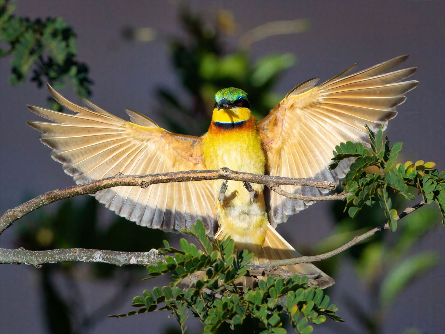 Little bee-eater bird spreading wings wide on a thorny acacia branch.