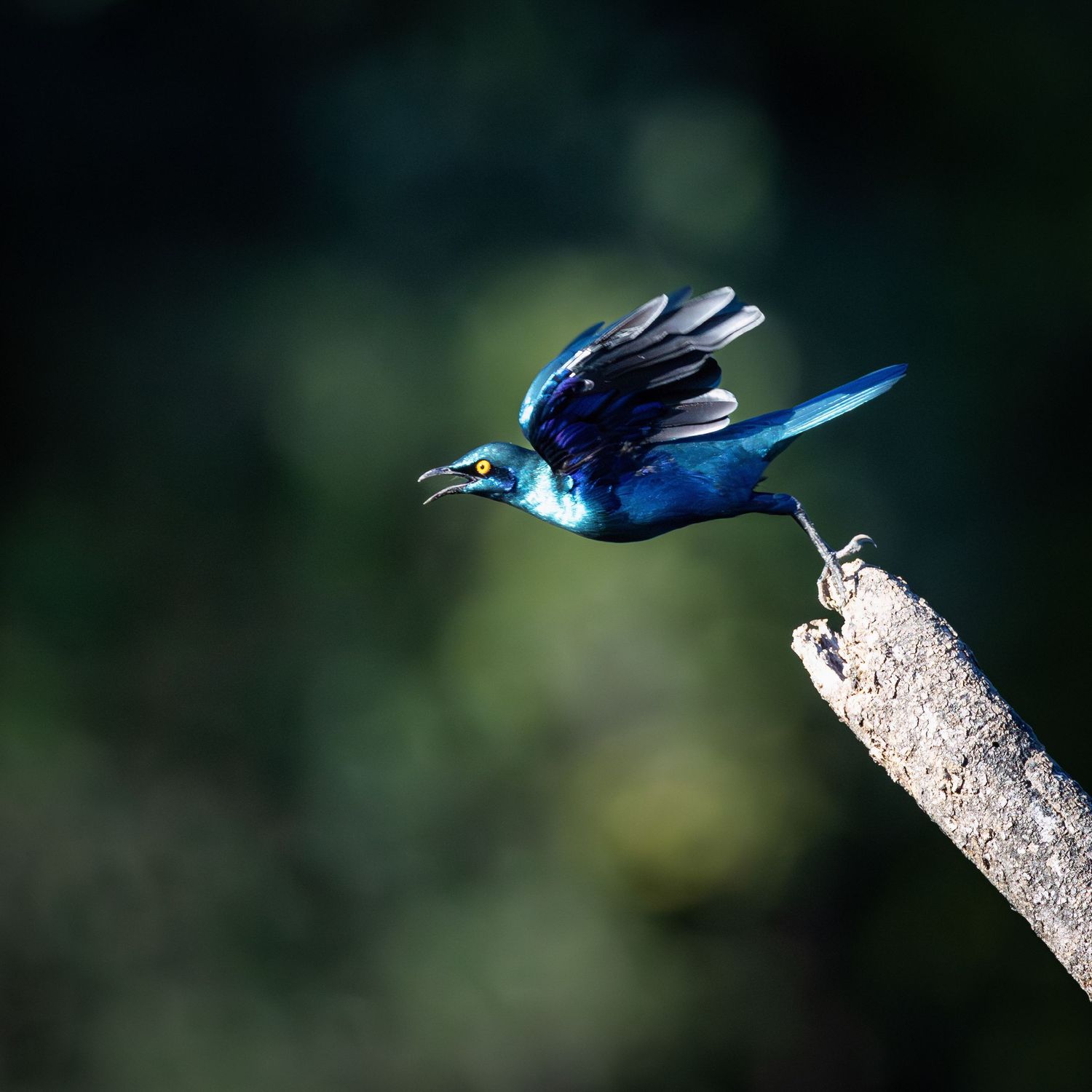 Brilliant blue starling taking flight from a weathered branch against a dark green background.