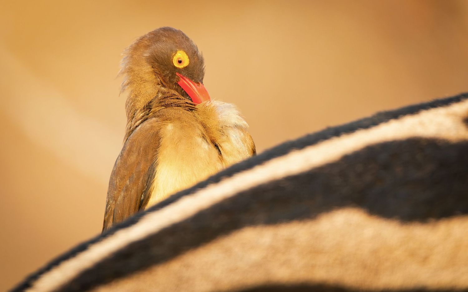 Red-billed oxpecker bird perched on a zebra's back against a warm golden background.