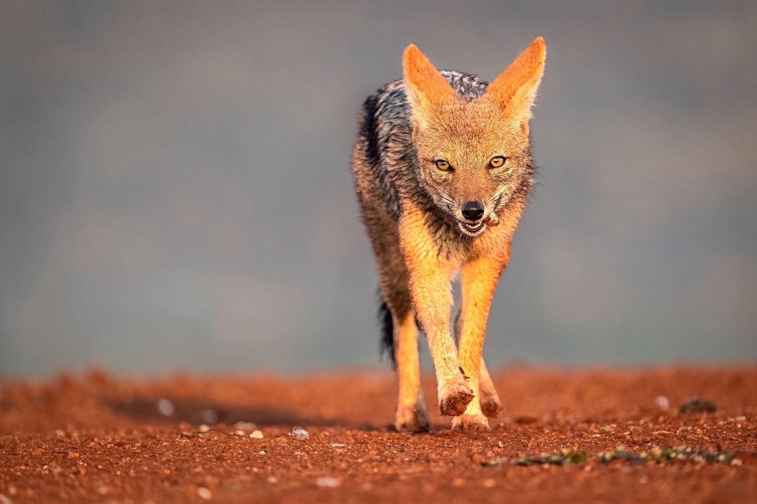 Black-backed jackal walking boldly across red African soil in warm golden sunlight.