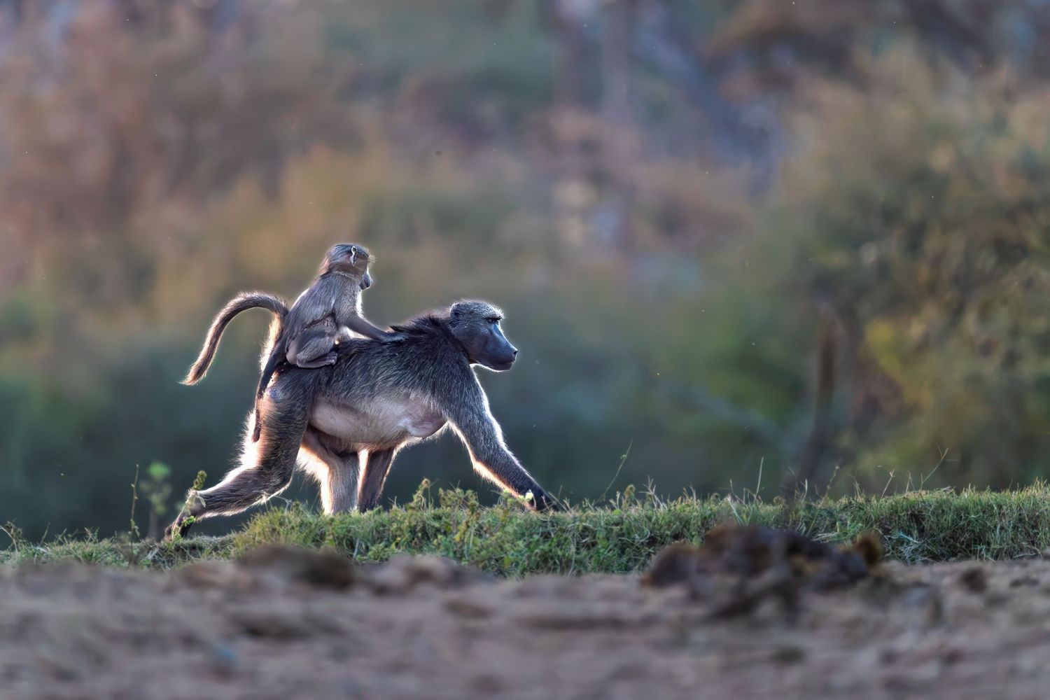 A baby baboon rides on the back of an adult baboon running across an open grassy landscape at dawn.