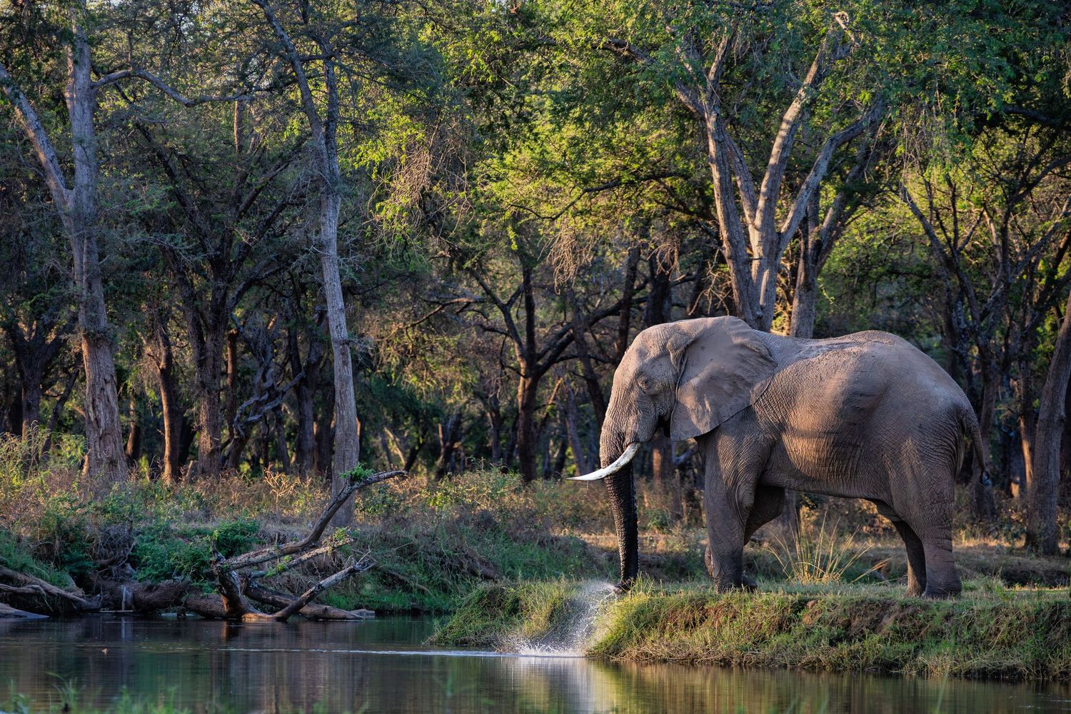 A large African elephant stands beside a lush green waterway surrounded by dense woodland trees in warm light.