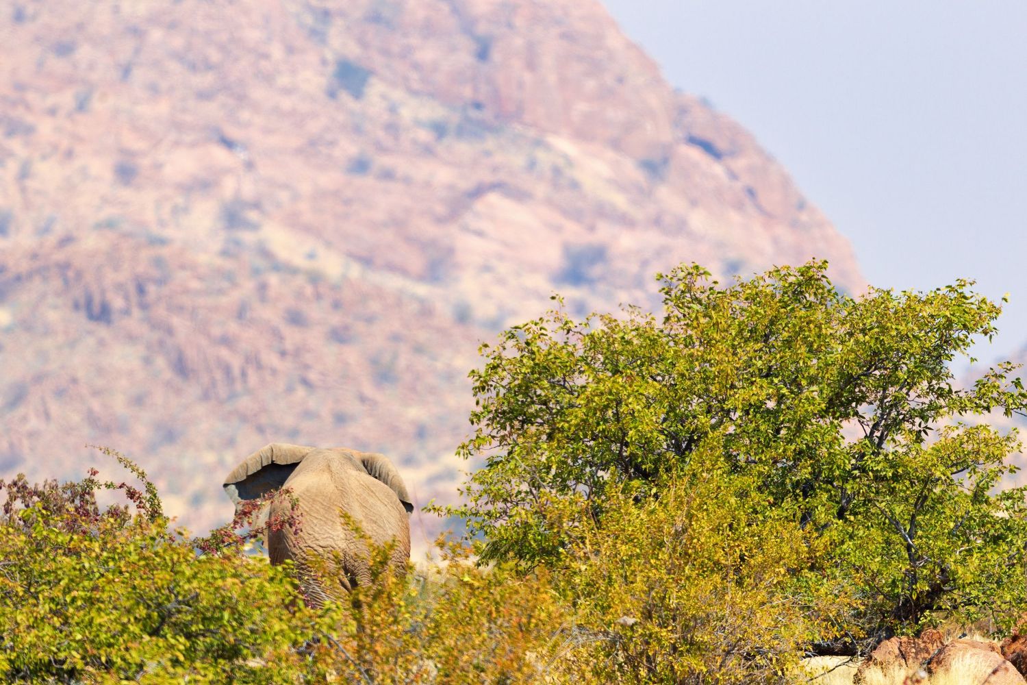 An African elephant partially hidden behind lush green trees with a rocky mountain backdrop.