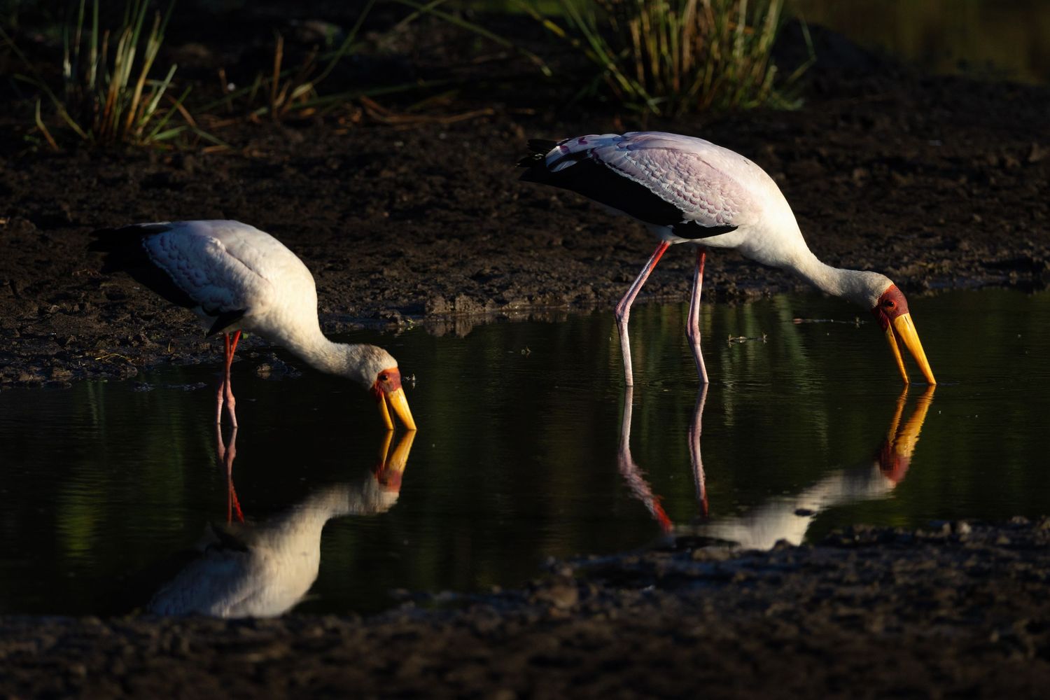 Two yellow-billed storks dip their beaks into a shallow watering hole, perfectly reflected in the still water.