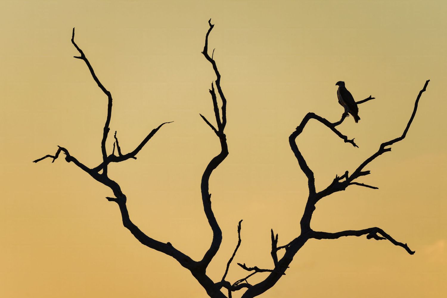 Silhouette of a small bird perched on a bare twisted tree against a golden sunset sky.