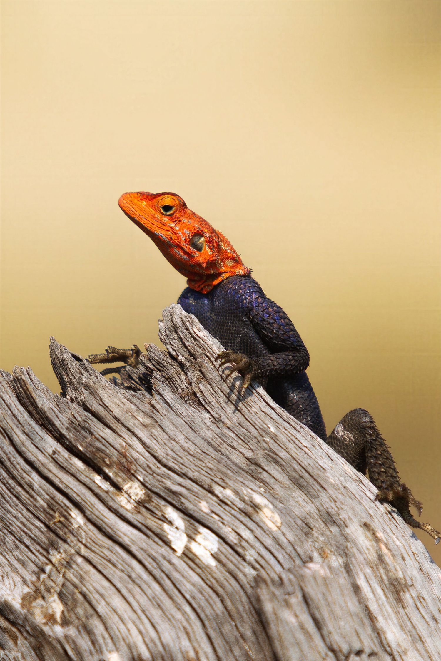 A vibrant red-headed agama lizard with a dark blue body perched on a weathered wooden log.