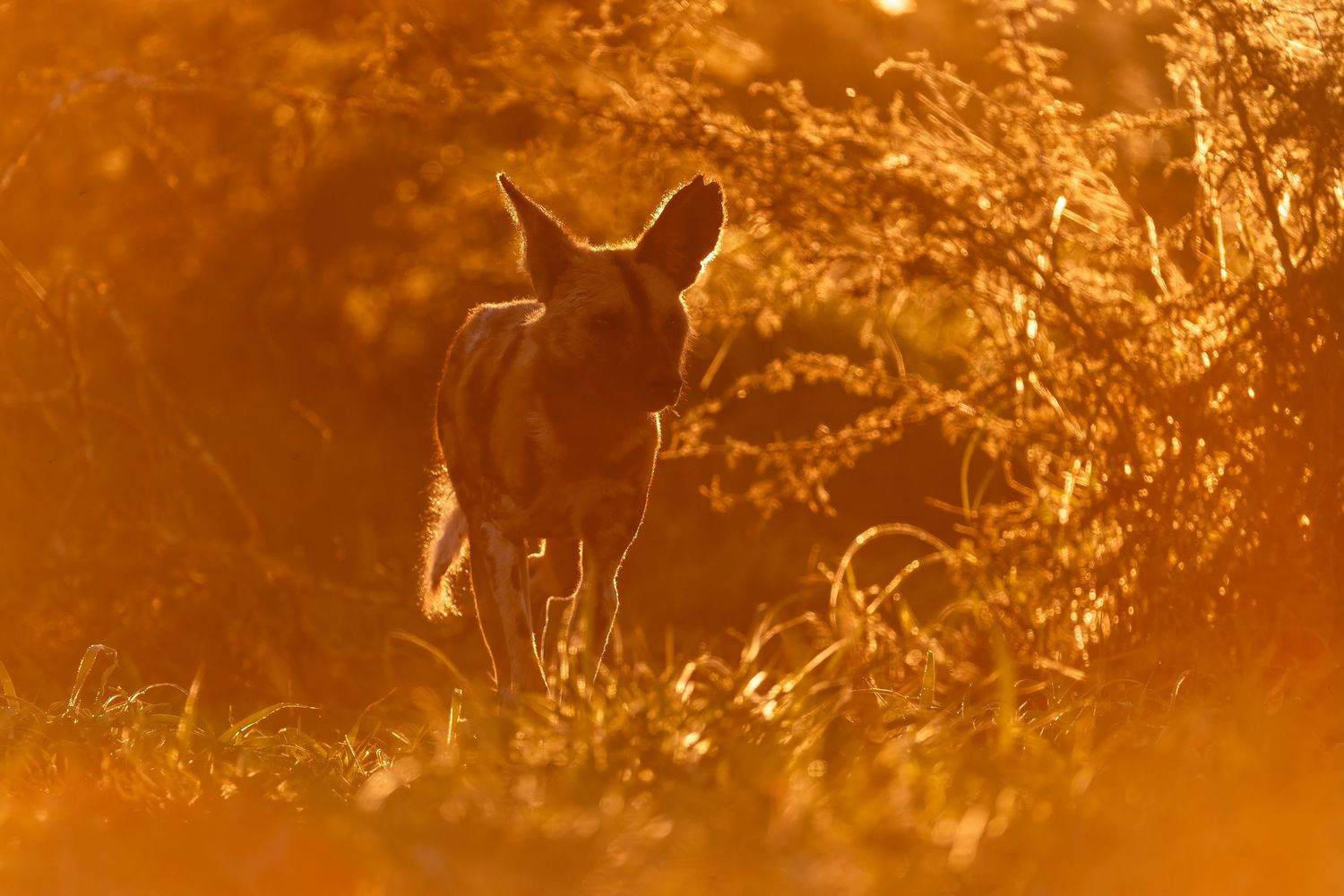 A wild jackal illuminated by golden sunset light stands alert among tall grass in African savanna.