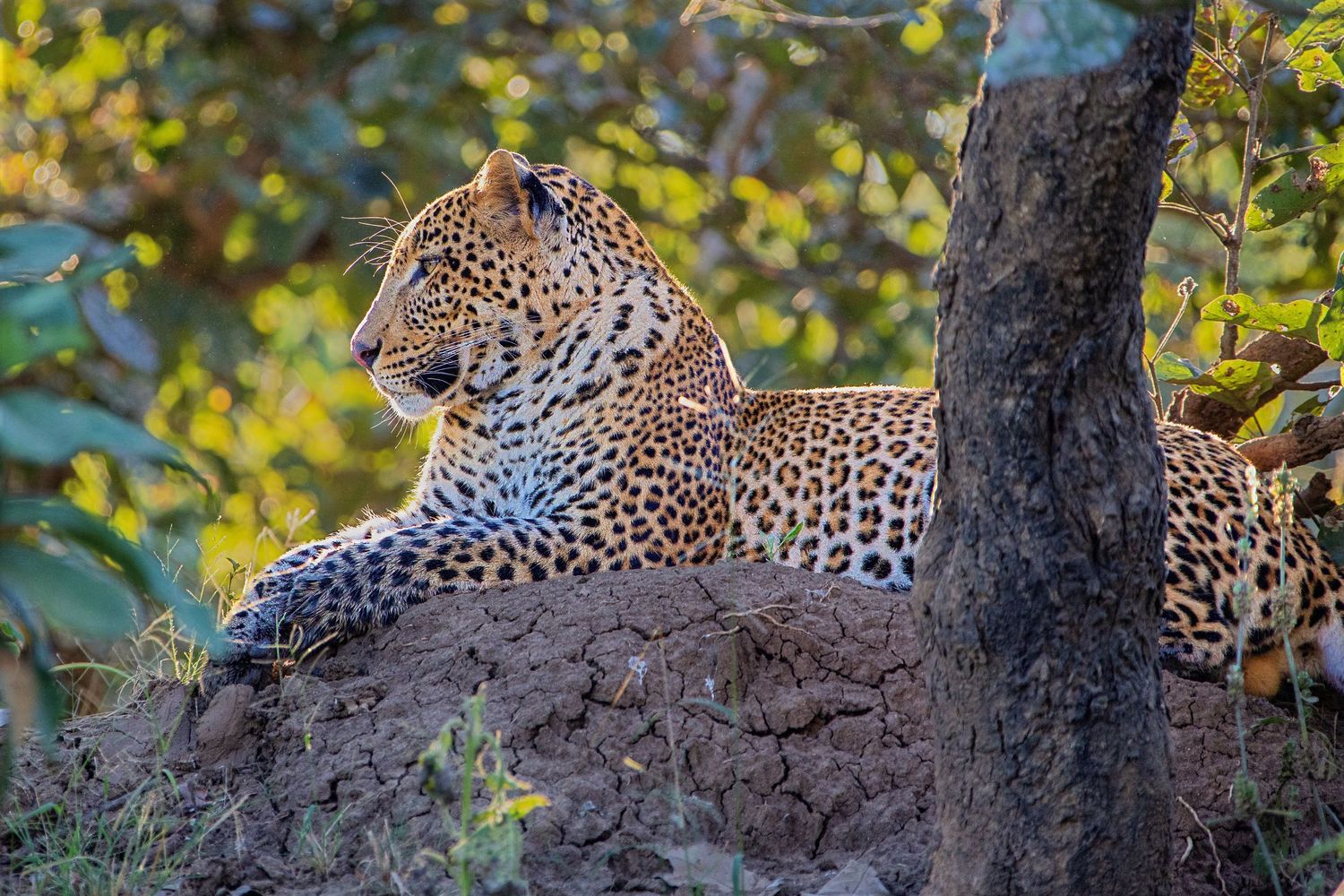 A leopard rests regally on a rocky mound surrounded by lush green foliage in African woodland.