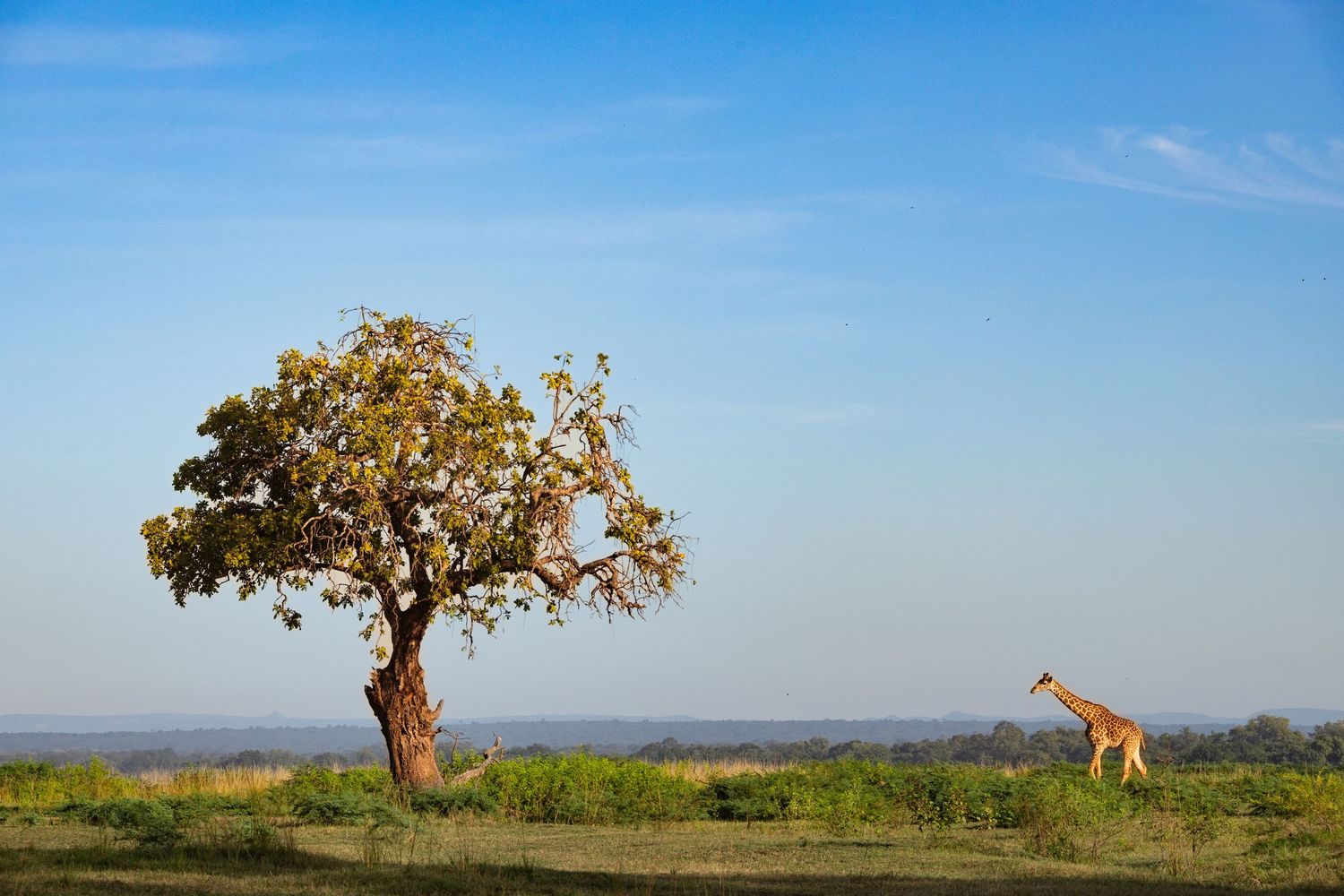 A lone giraffe walks past a large acacia tree on the open African savanna under blue sky.
