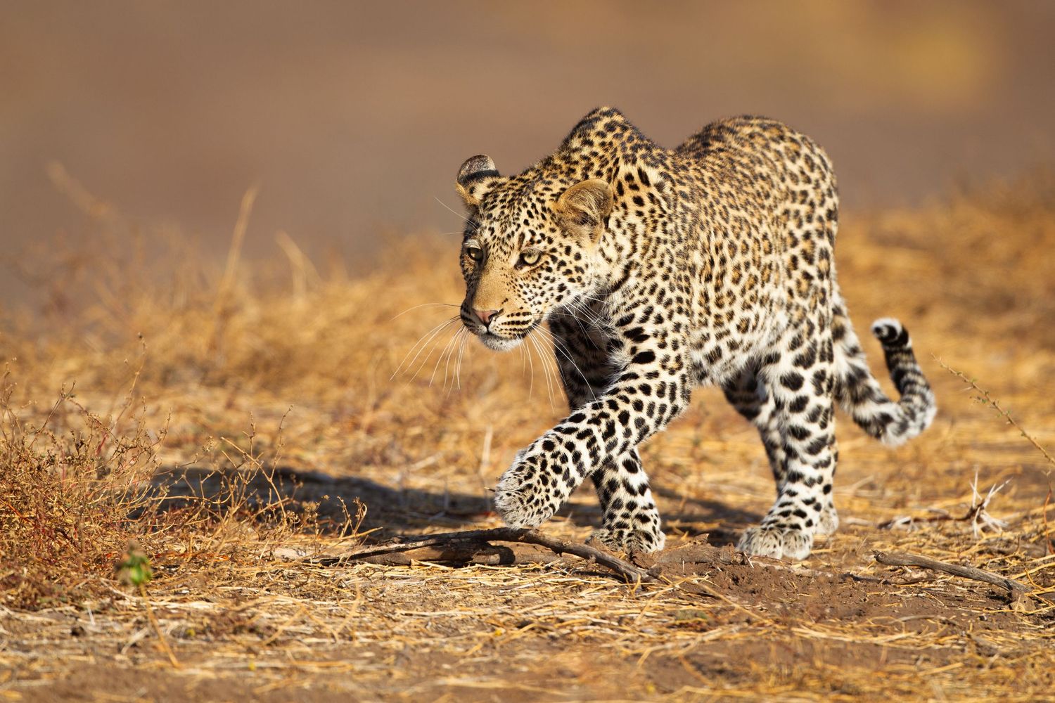 A leopard walking through dry golden grass.