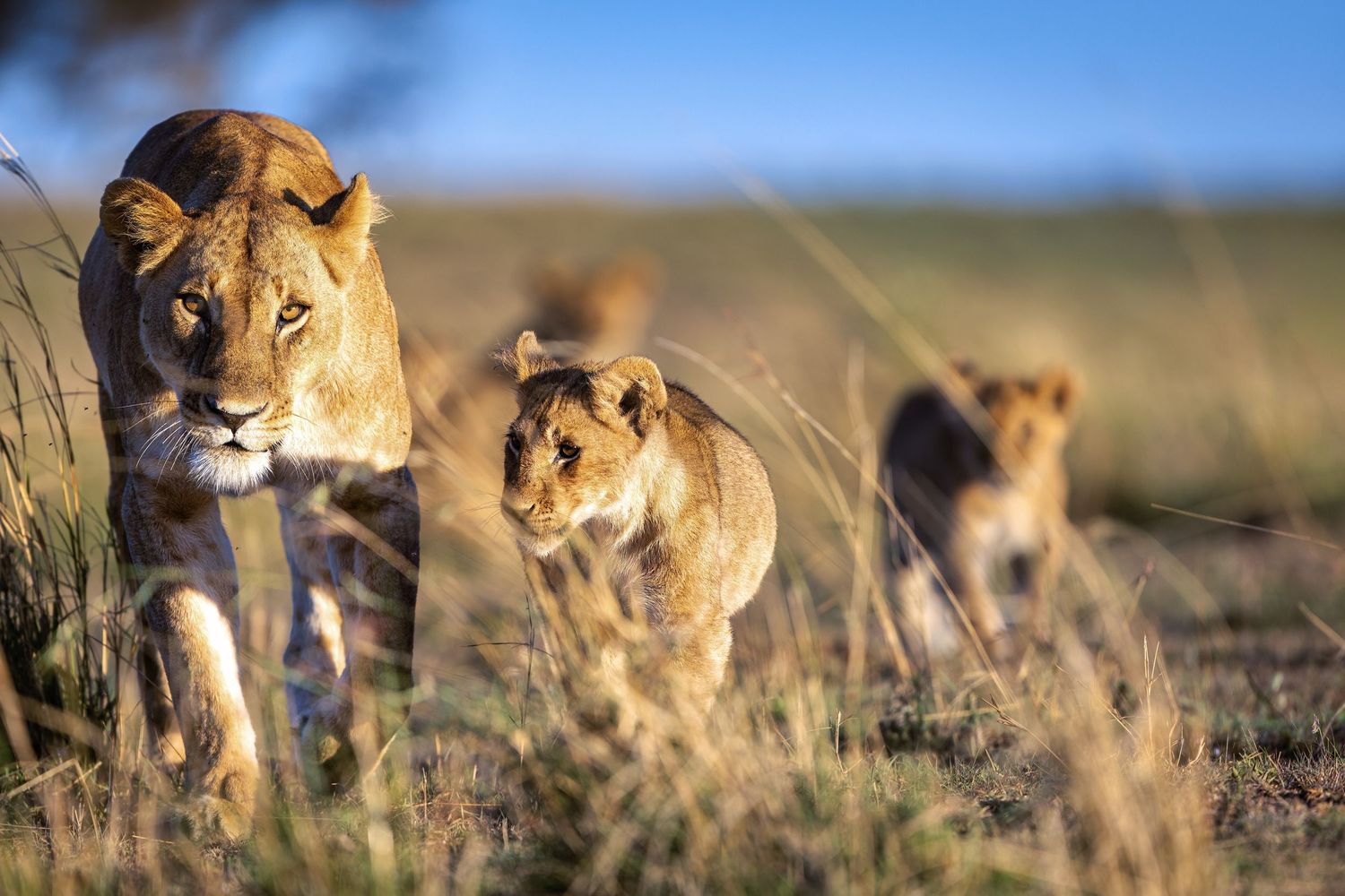 Three lions walking through sunlit grass.