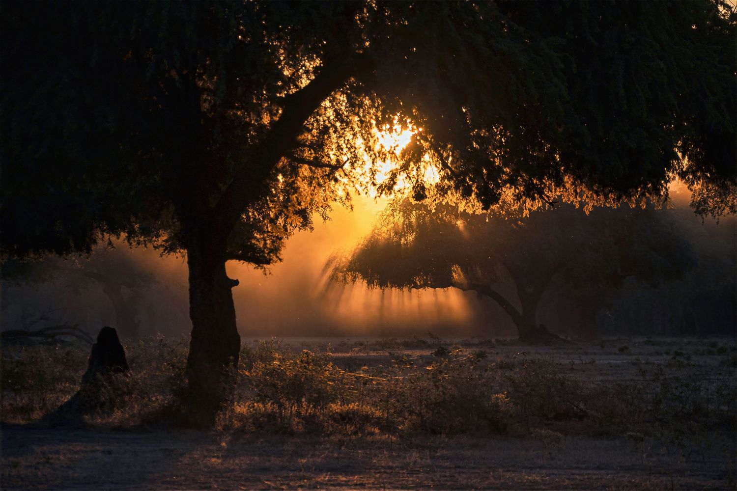 Golden sunlight filters dramatically through acacia trees at dawn, casting rays through dusty African savanna air.