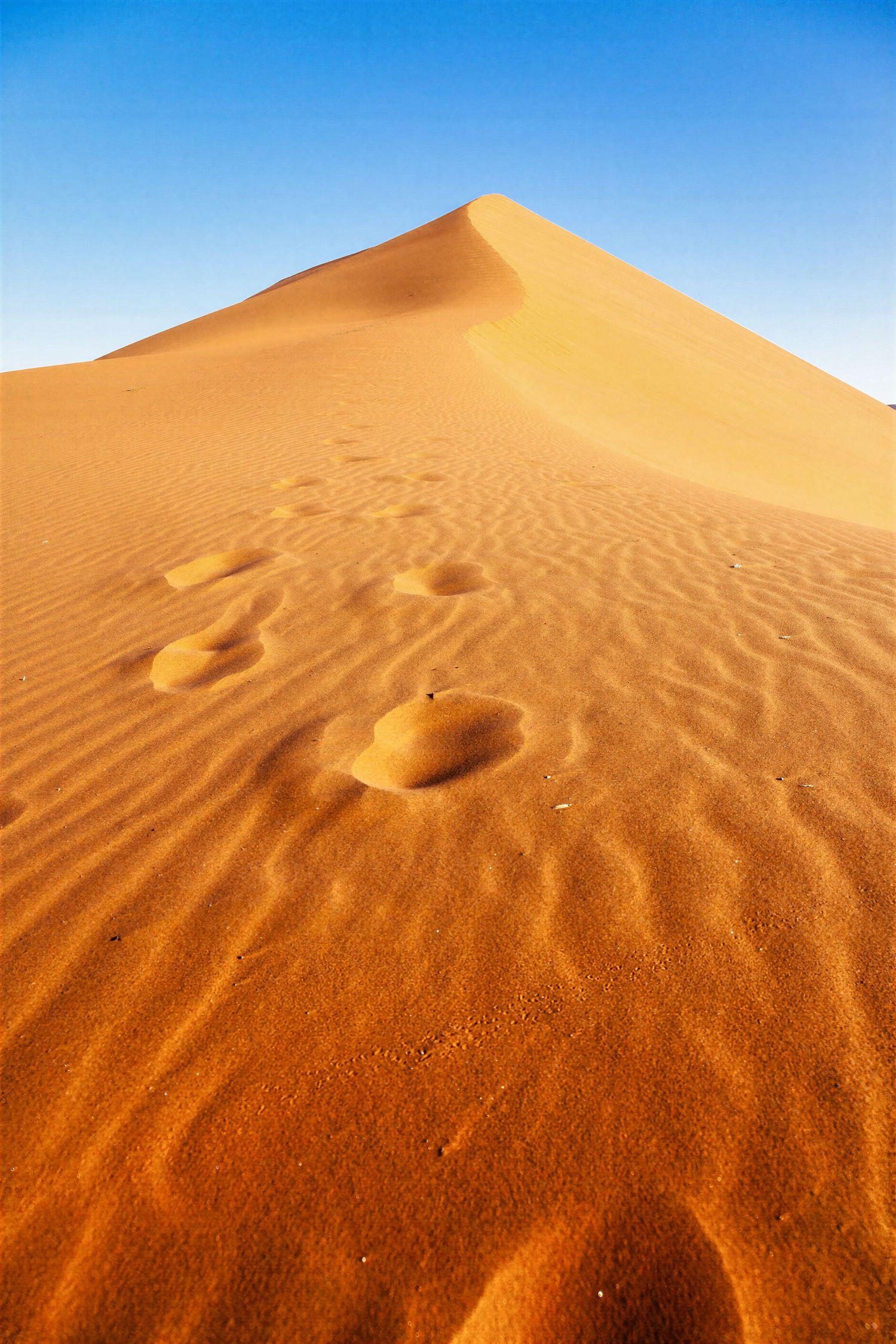 Large footprints trail up a towering orange sand dune under a clear blue sky in the Namib Desert.