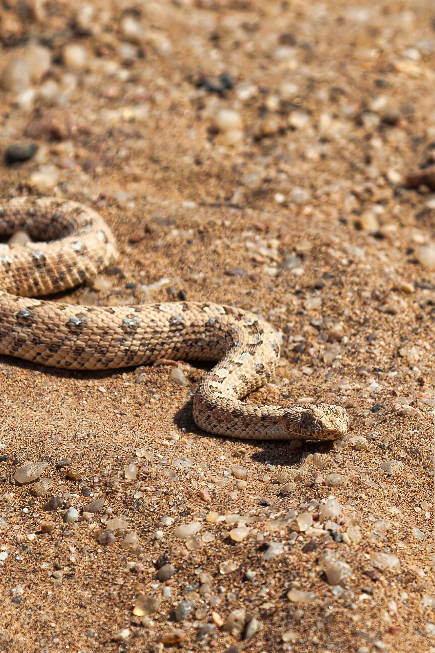 A sand-colored snake camouflaged against sandy ground with small pebbles in its natural habitat.