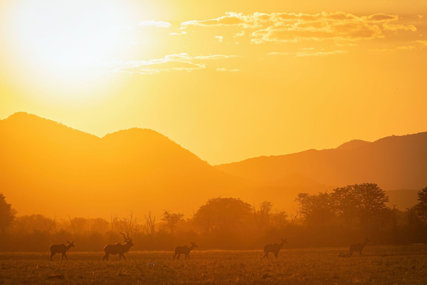 Three antelope silhouetted against a vivid orange mountain sunset in the African wilderness.
