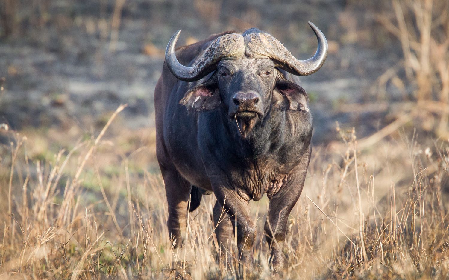 A massive Cape buffalo stands alert in dry golden grassland, showcasing its iconic curved horns.