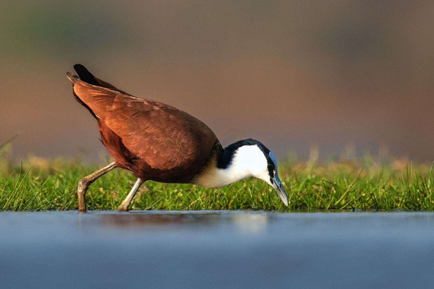 African jacana wading bird foraging at the grassy water's edge in golden light.