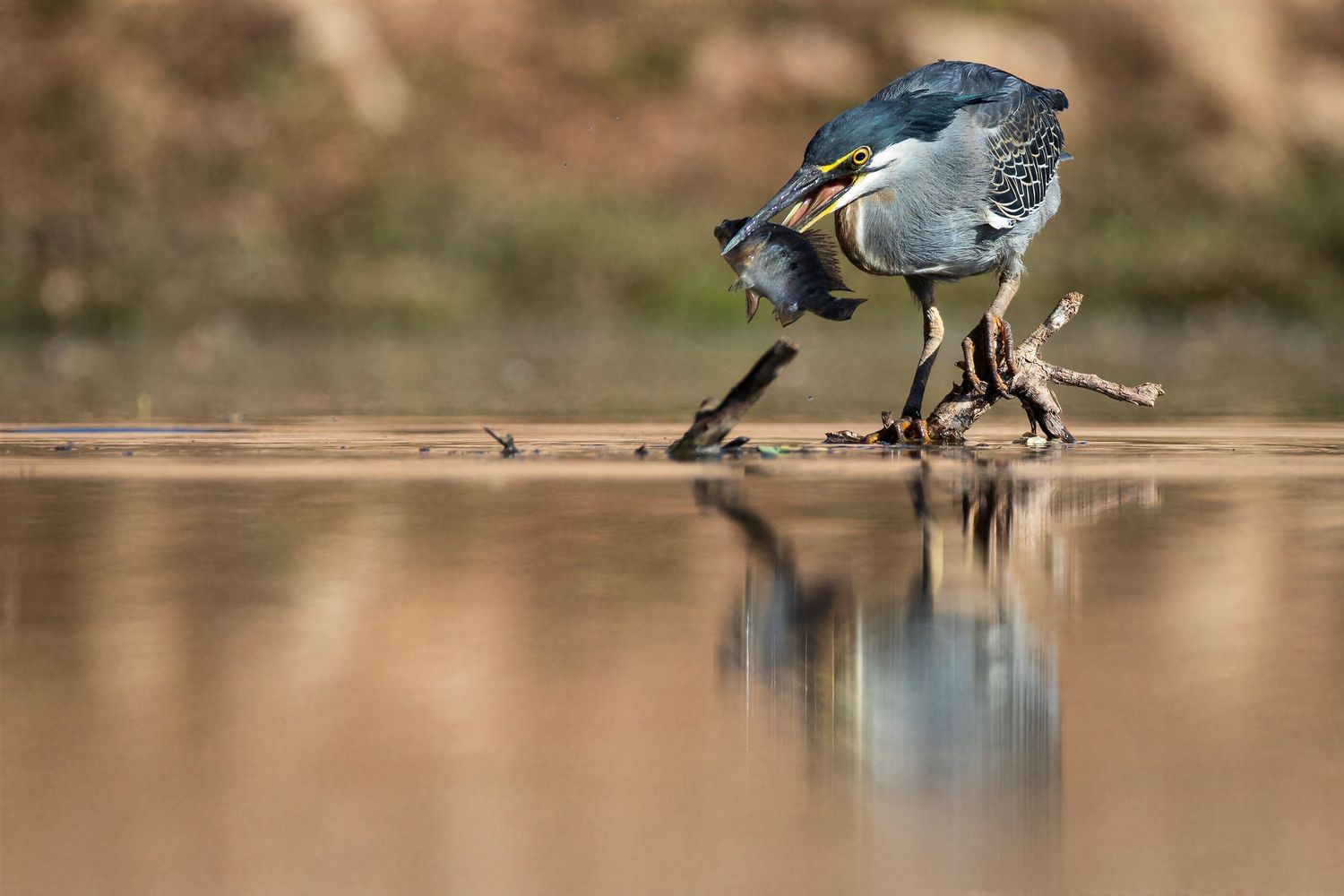 Gray heron hunting for fish at the water's edge with a perfect reflection below.