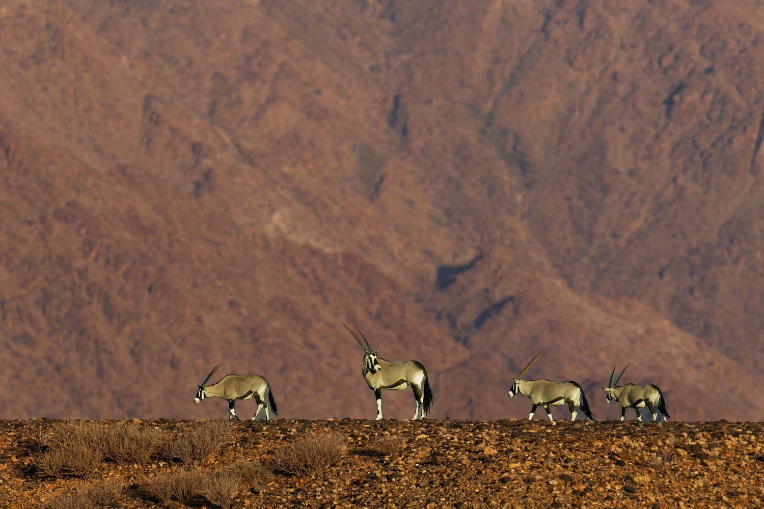 Four oryx walk in formation across a rocky desert terrain with rugged red-brown mountains behind them.