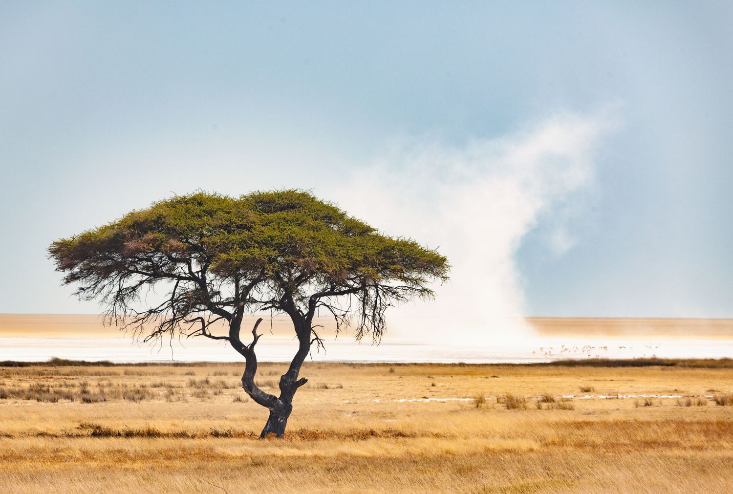 A lone tree on a golden plain, with a plume of dust rising in the distance.