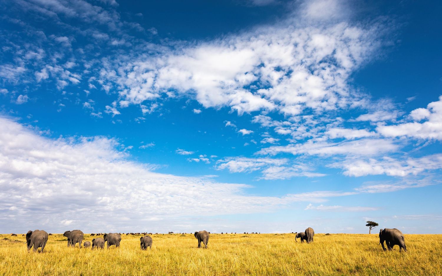 A herd of buffalo grazes across vast golden savanna grasslands under a dramatic blue sky with clouds.