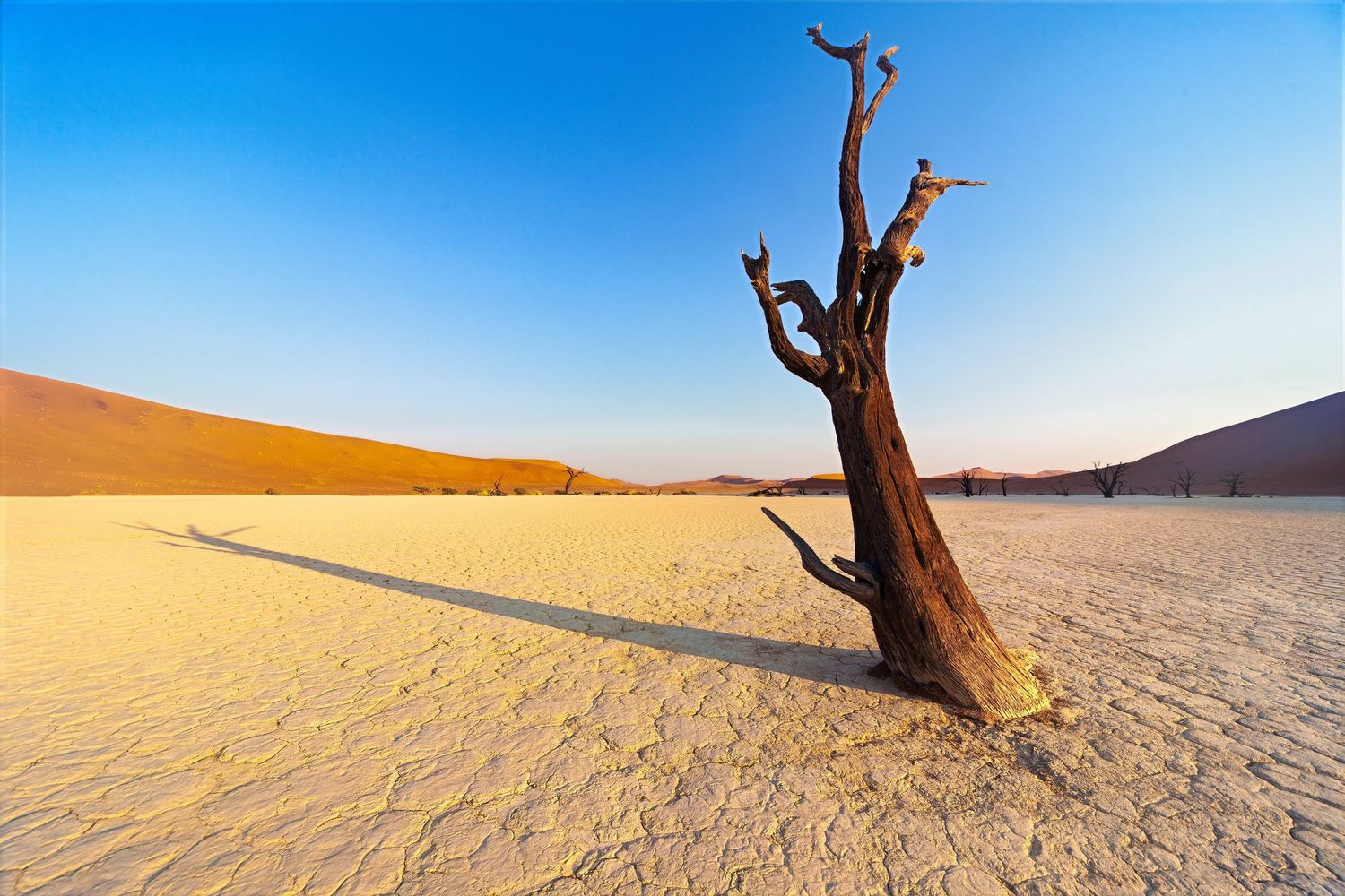 A lone dead tree casts a long shadow on cracked white clay in the arid Deadvlei desert, Namibia.