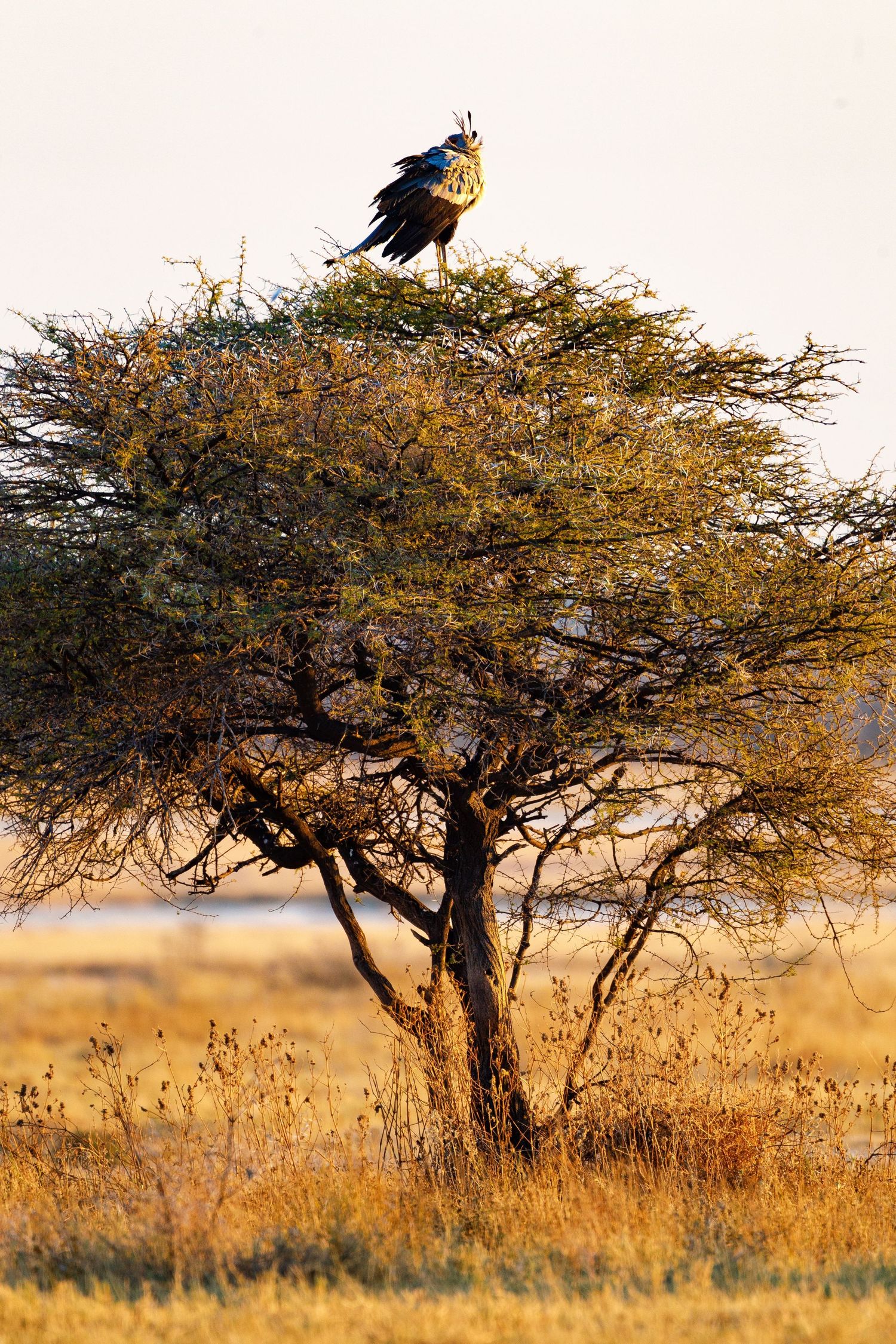 A large bird of prey perches atop a thorny acacia tree in golden African savanna grassland.