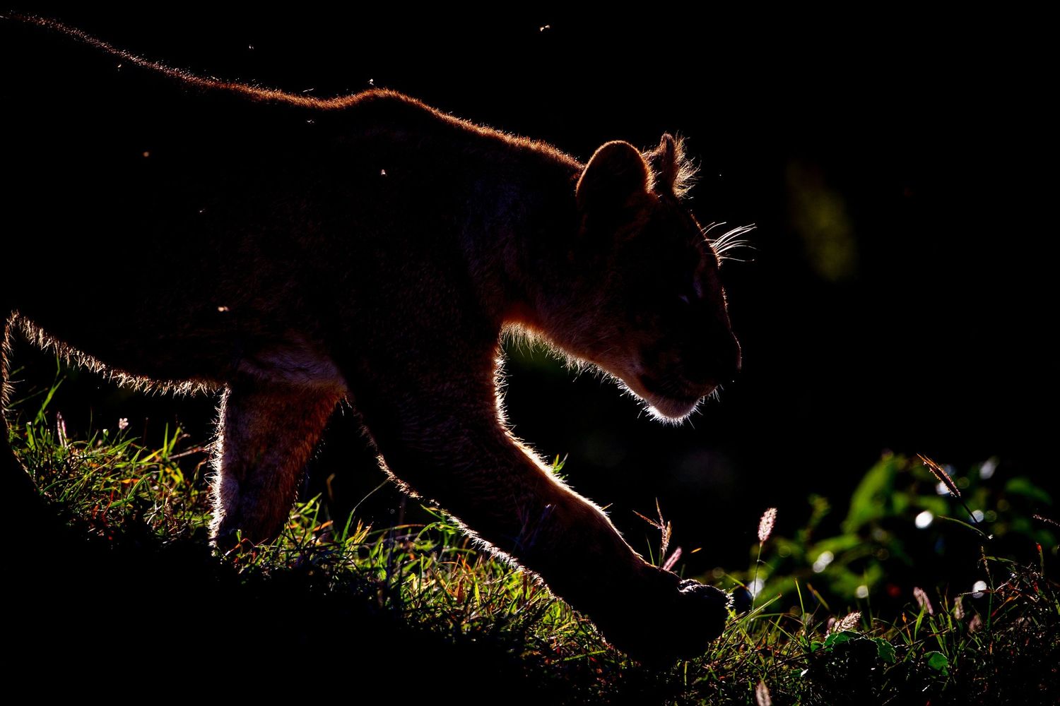 A lioness prowls through darkness with rim lighting highlighting her powerful form on grass.