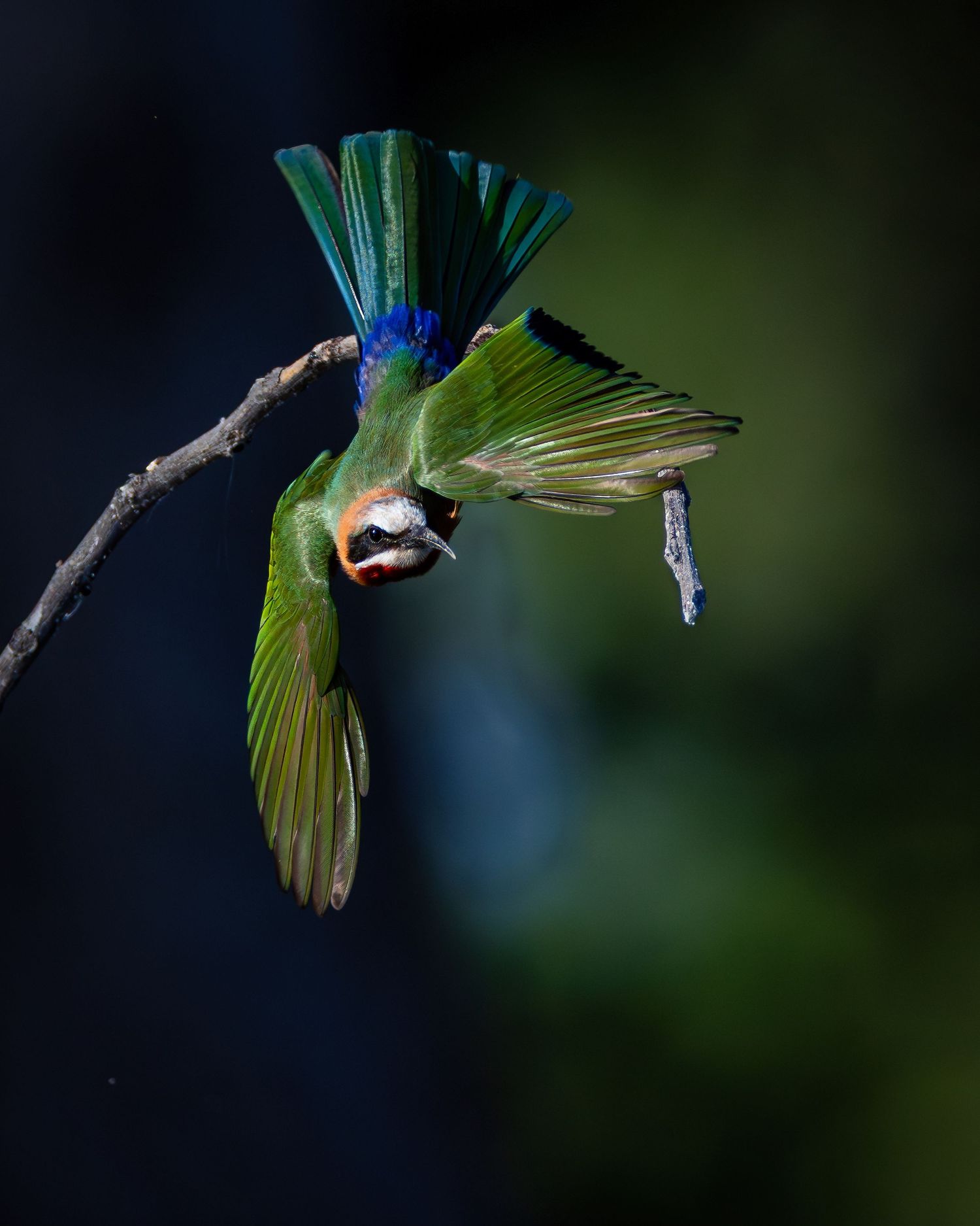 Vibrant green and blue bee-eater bird hanging upside down from a branch in mid-flight.