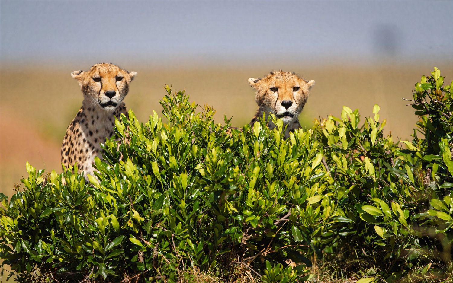 Two cheetahs peer over a green bush on the open African savanna.