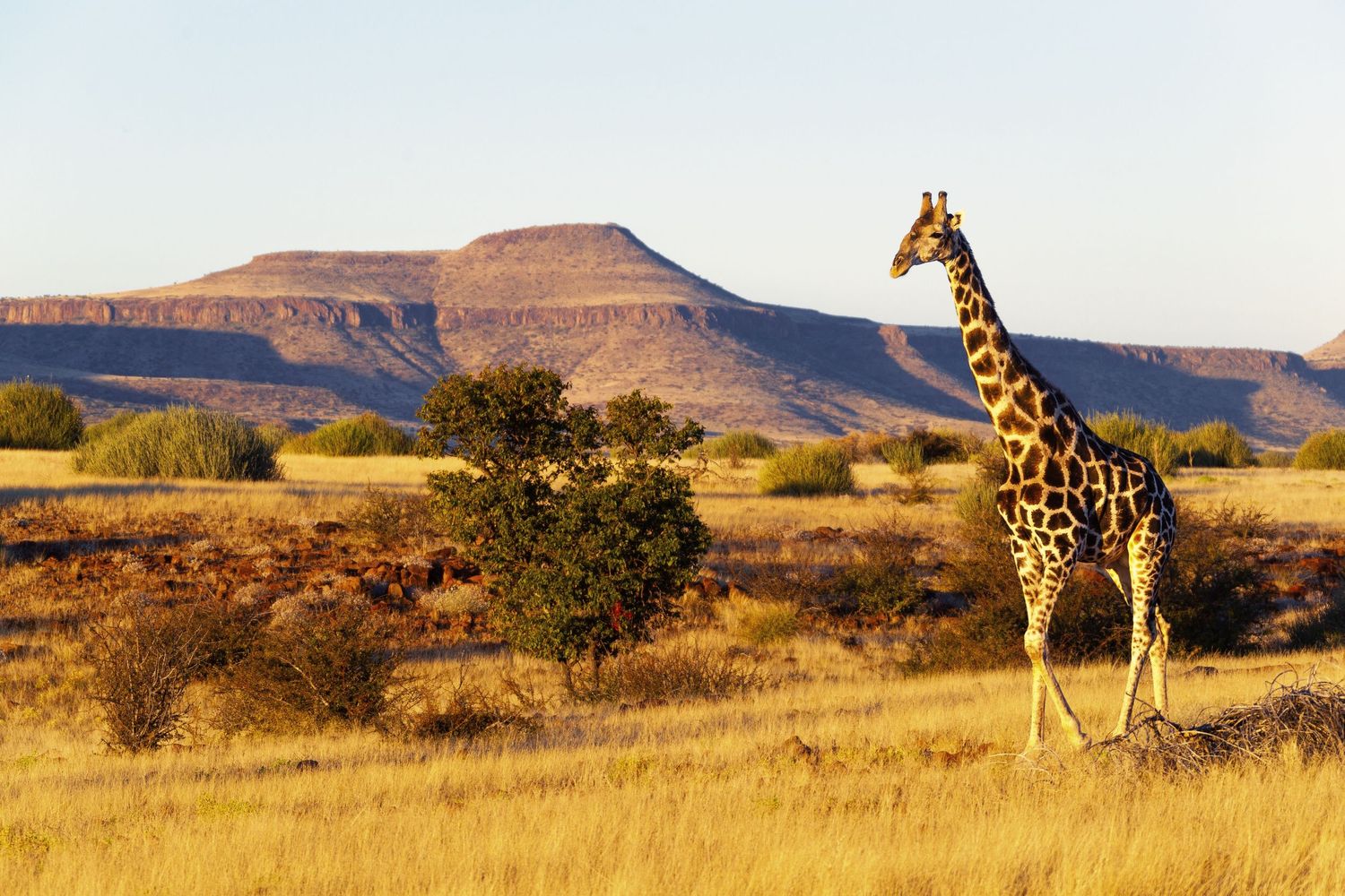 A tall giraffe stands in golden savanna grasslands with dramatic rocky mountains in the background.