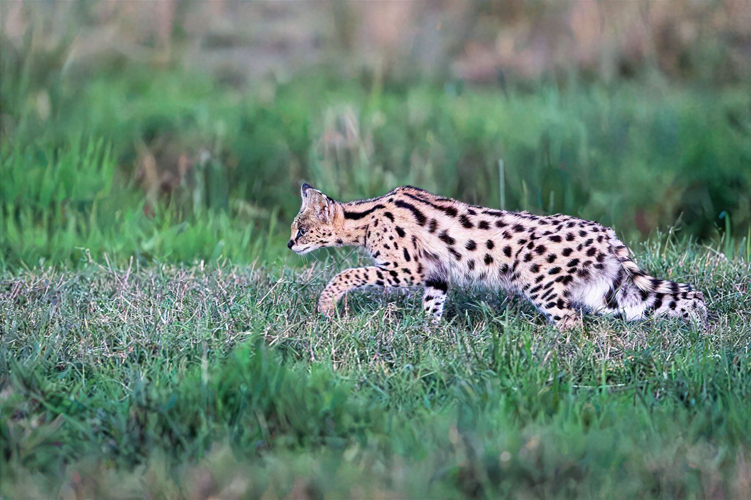 A serval cat crouches low stalking prey through lush green grass in the wild.