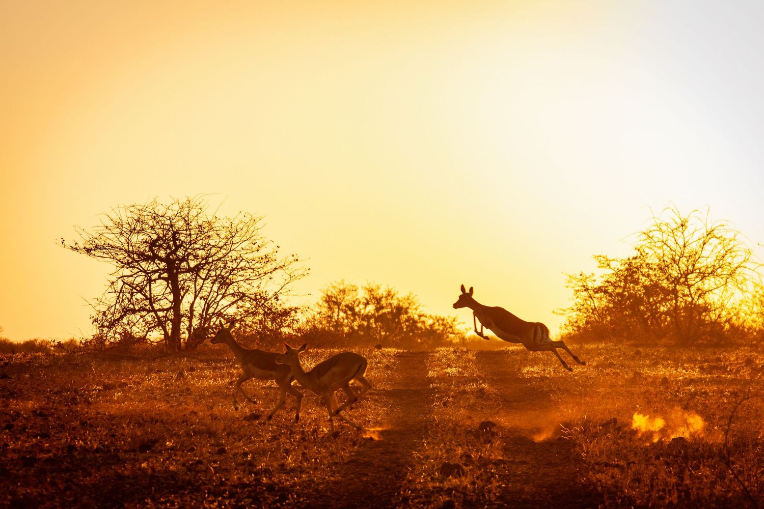 Springbok silhouetted leaping at golden sunset in the African bush landscape.