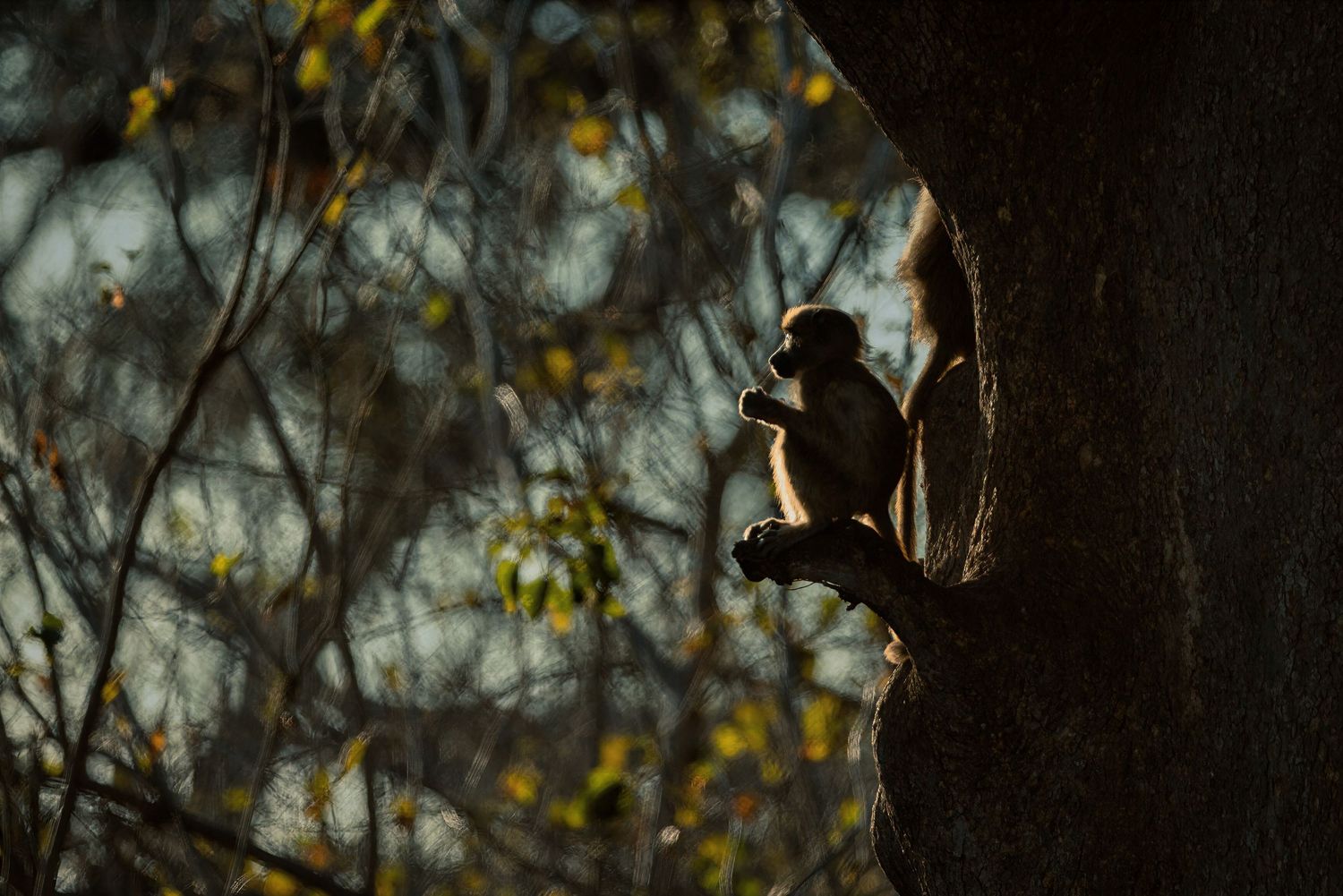 A monkey perched silhouetted on a tree branch in dappled forest light.