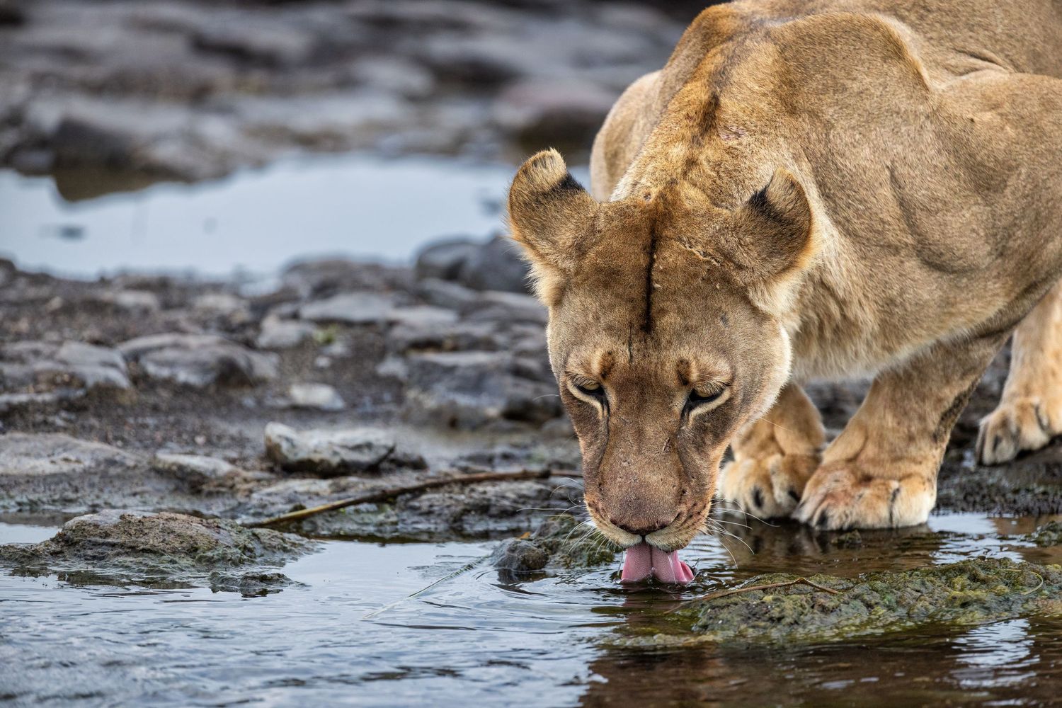 A lioness drinking water from a rocky waterhole in the African savanna.