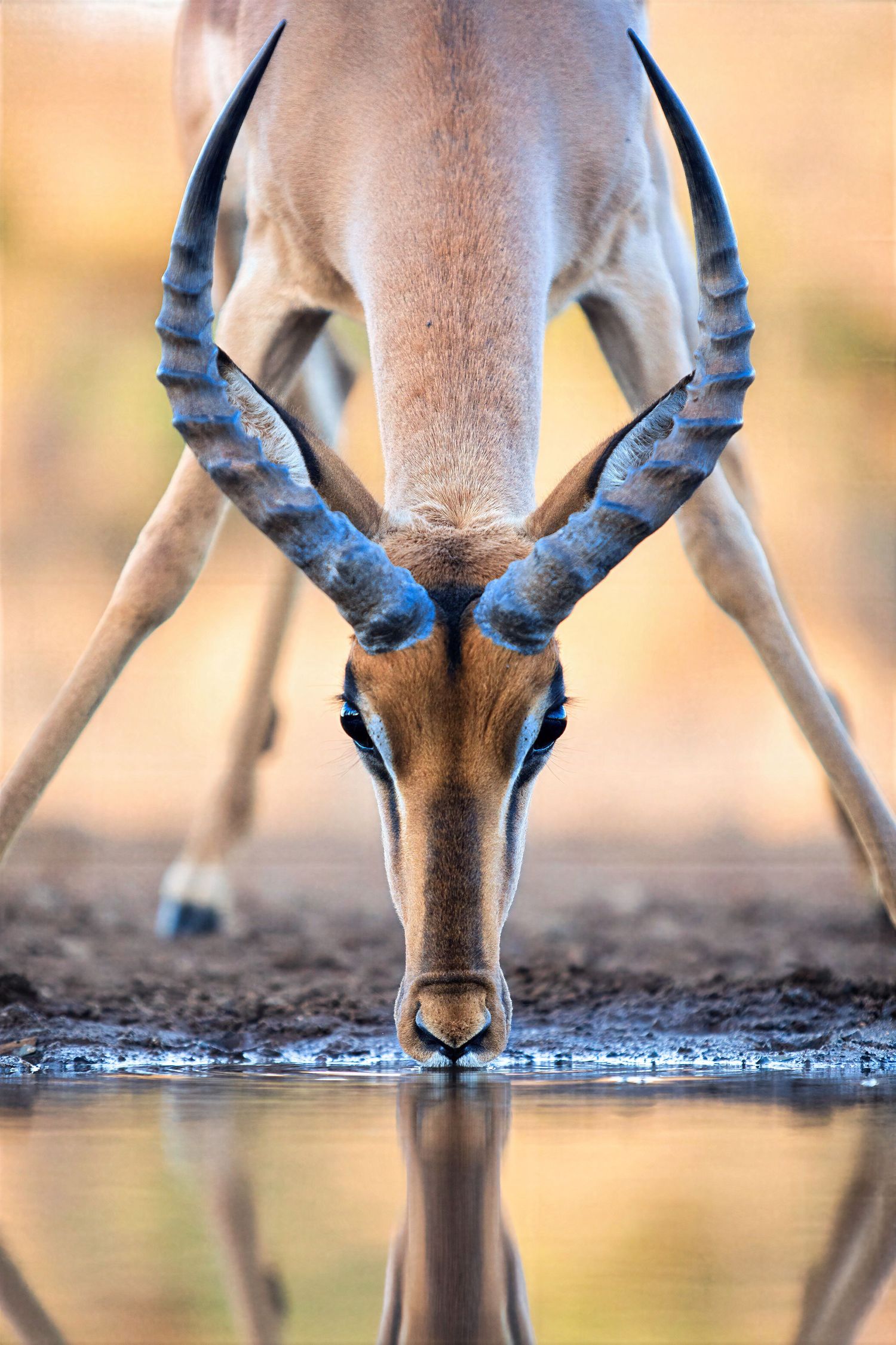 Close-up portrait of an impala drinking water with curved horns reflected in a still pool.