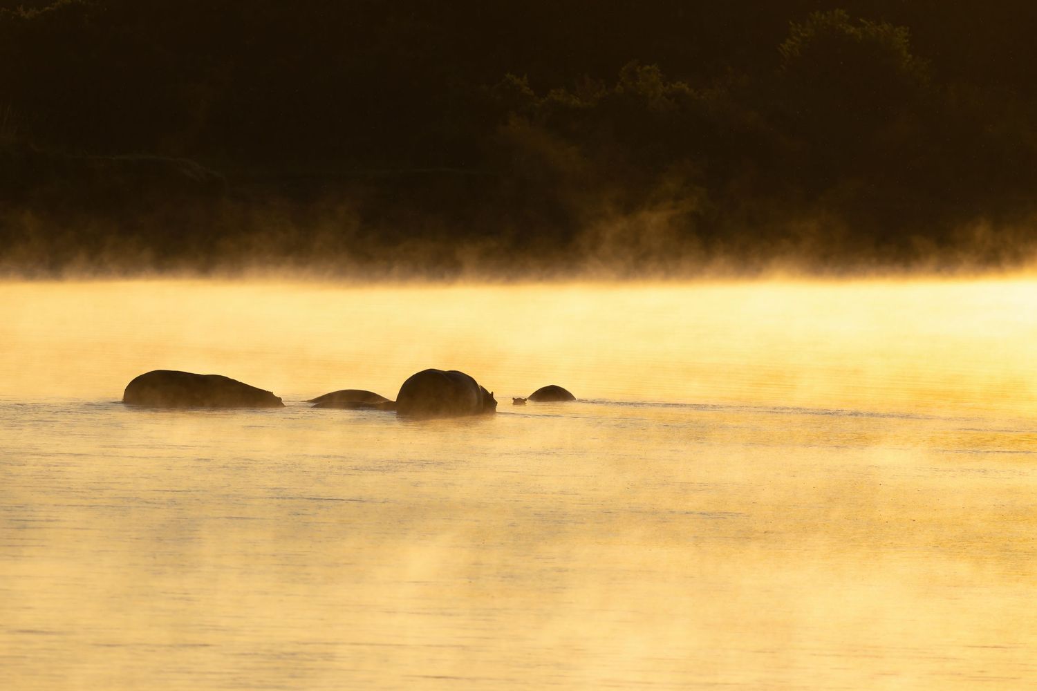 Hippos emerge from golden mist-covered water at sunrise in a tranquil African river landscape.