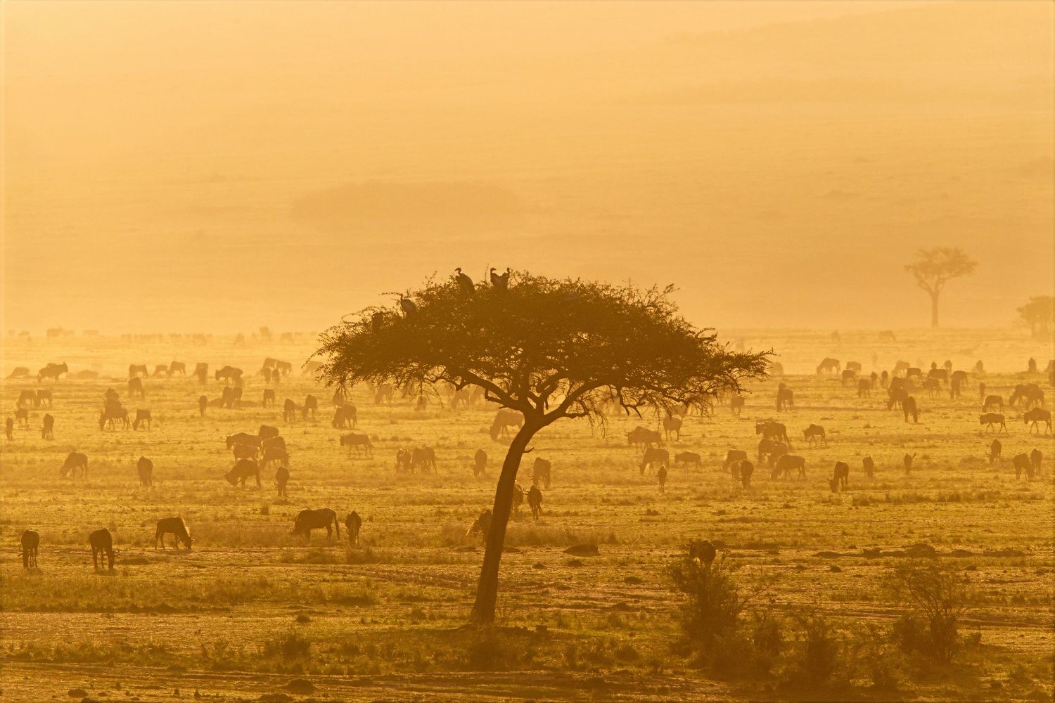 Silhouetted acacia tree and grazing wildebeest glow in golden morning light on the savanna.