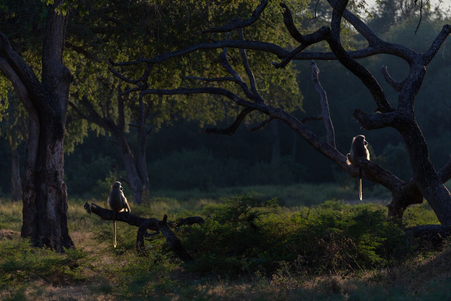 Two birds perched on twisted tree branches in a misty, shadowy forest at dawn.