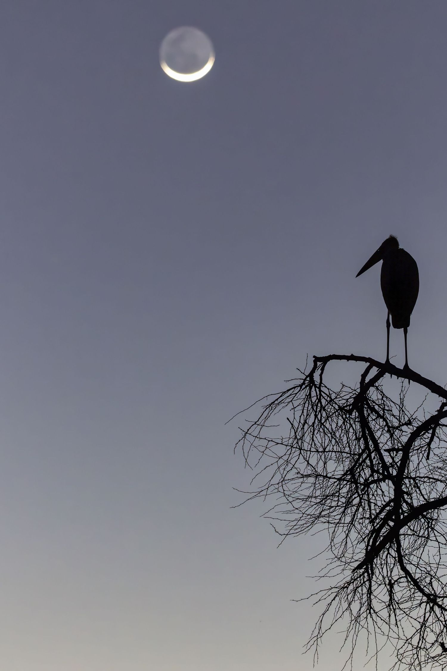 Silhouette of a large stork perched on a bare tree with a crescent moon in dusky gray sky.