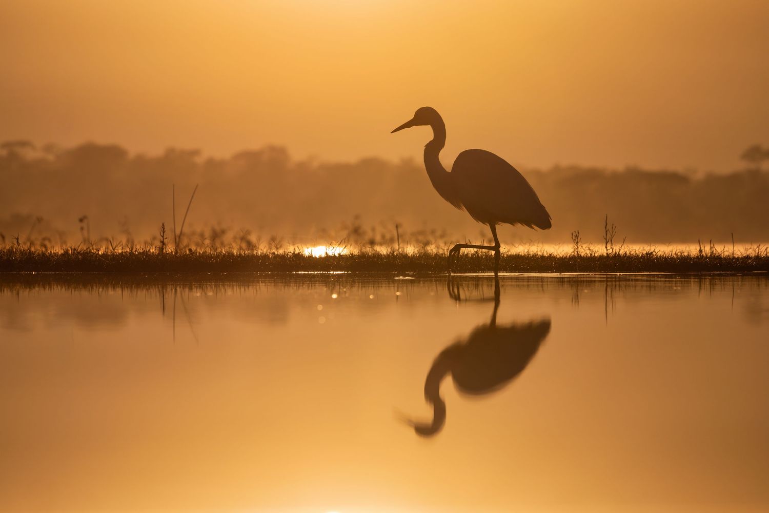 A great egret wades in shallow water with stunning golden sunrise reflection on calm surface.