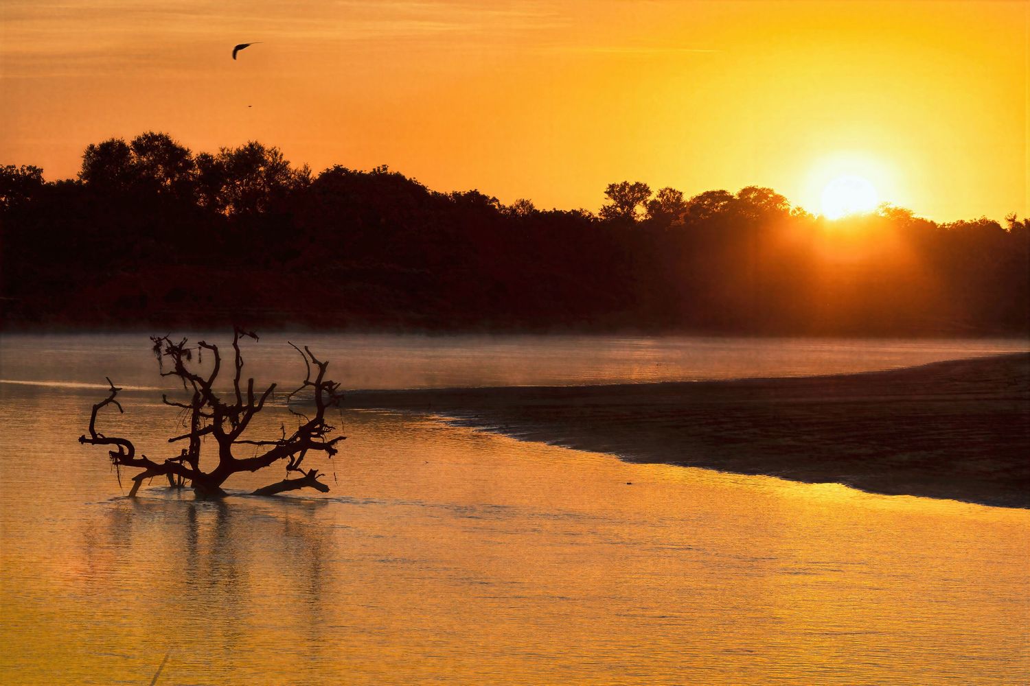 A golden African sunset reflects over a river with a silhouetted dead tree and a bird in flight.