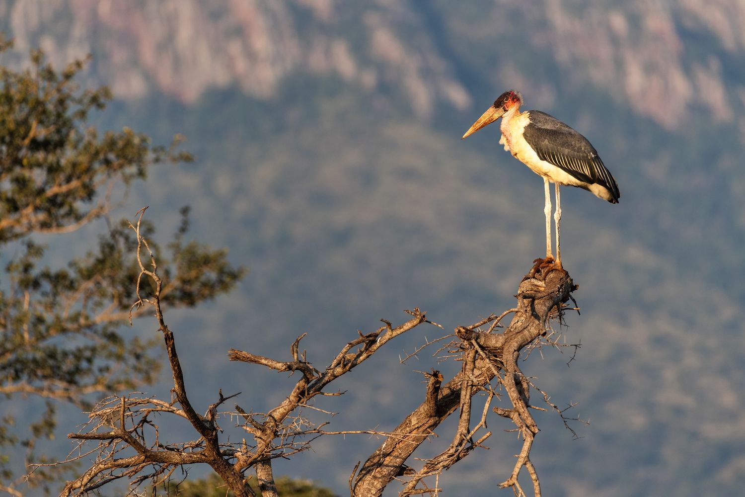 A Marabou stork stands on a bare dead tree branch with mountain backdrop in warm evening light.