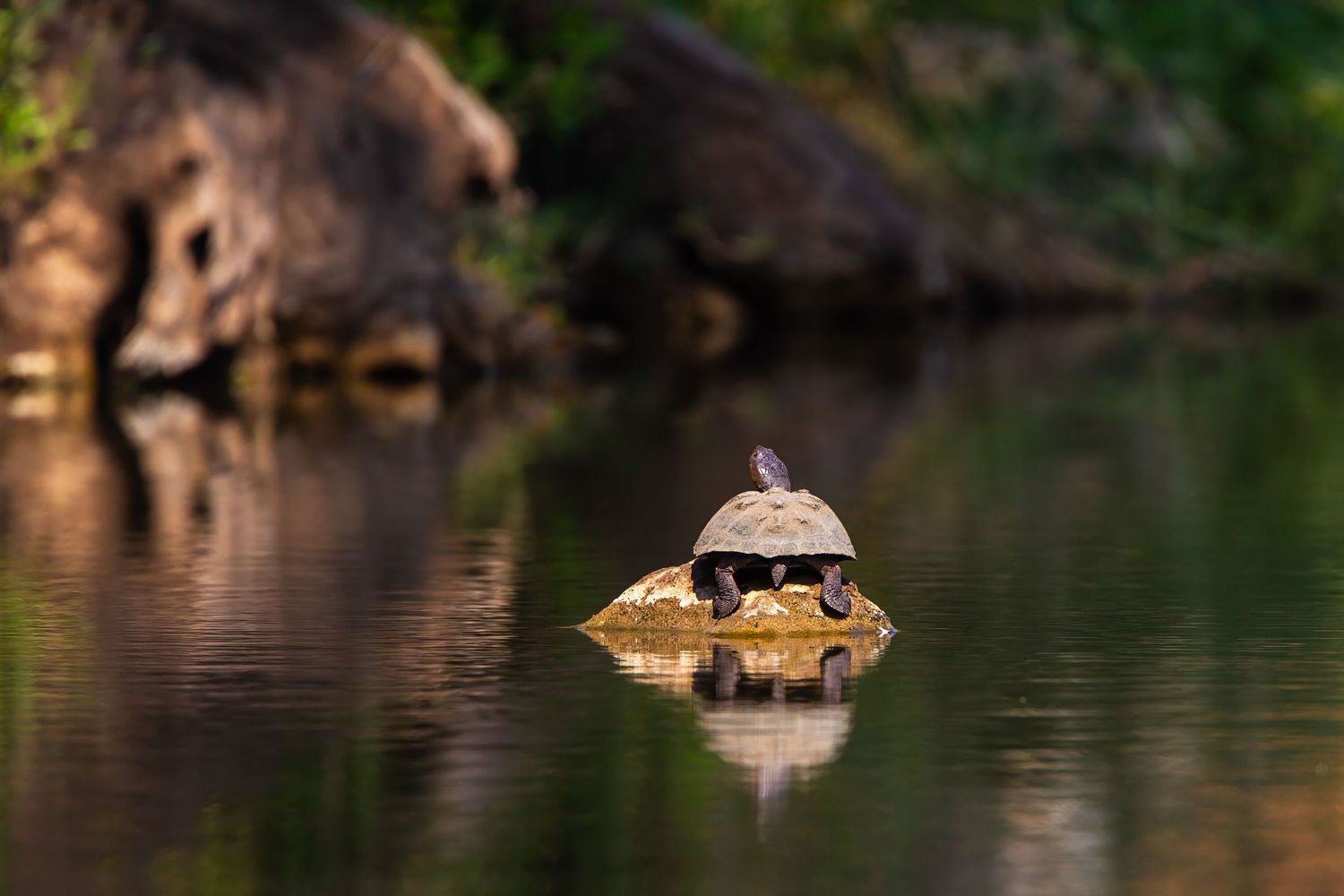 Small turtle basking on a rock in a calm river with lush green reflections surrounding it.