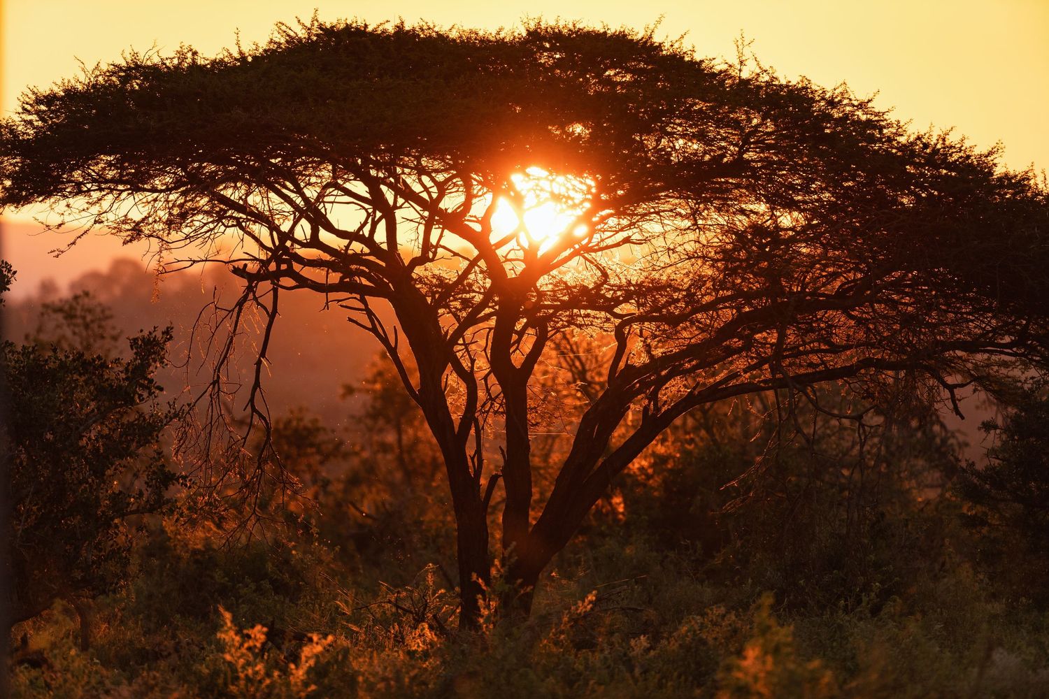 Golden African sunset glows through the silhouetted branches of an acacia tree in the savanna.