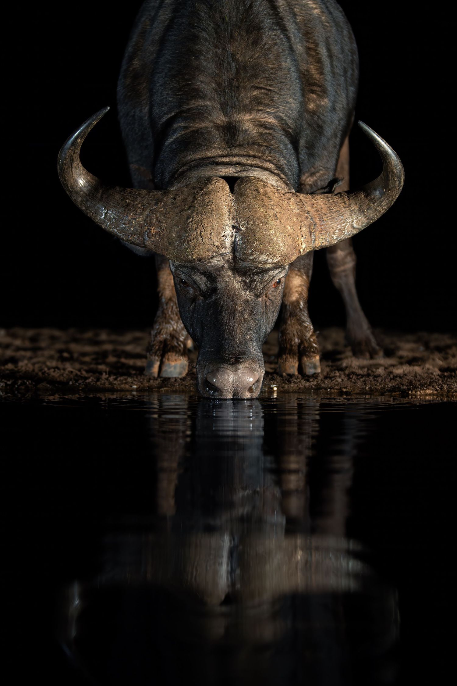 A Cape buffalo drinks from a still waterhole at night, creating a perfect mirror reflection in the water.
