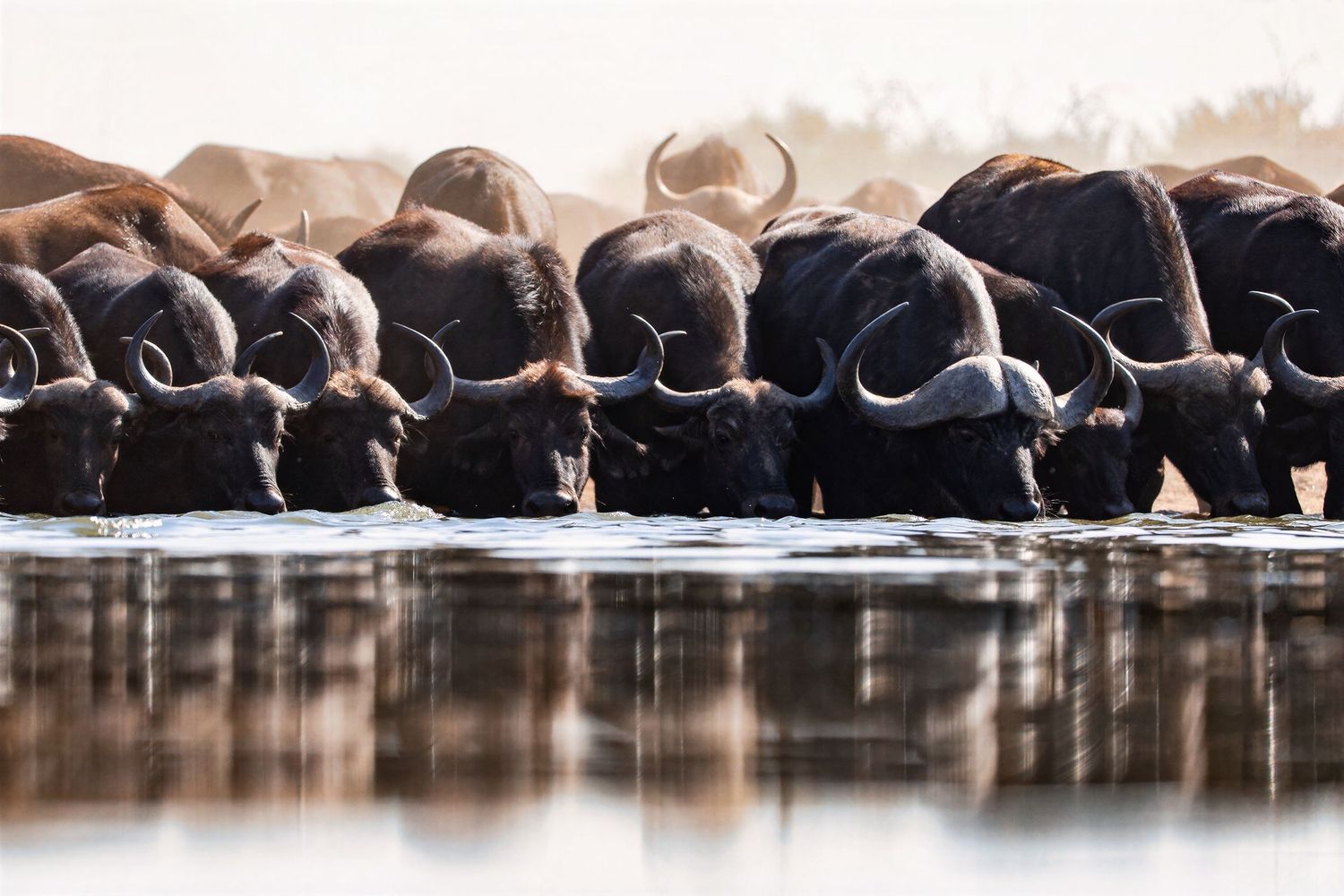Herd of African buffalo drinking from a shallow river in warm morning light.