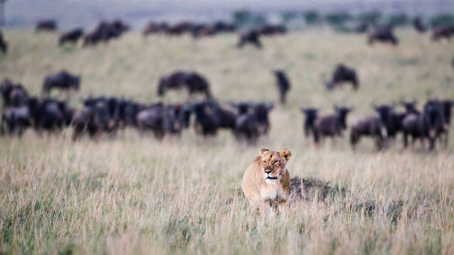 A lioness rests in green savanna grass while a large herd of wildebeest grazes behind her.