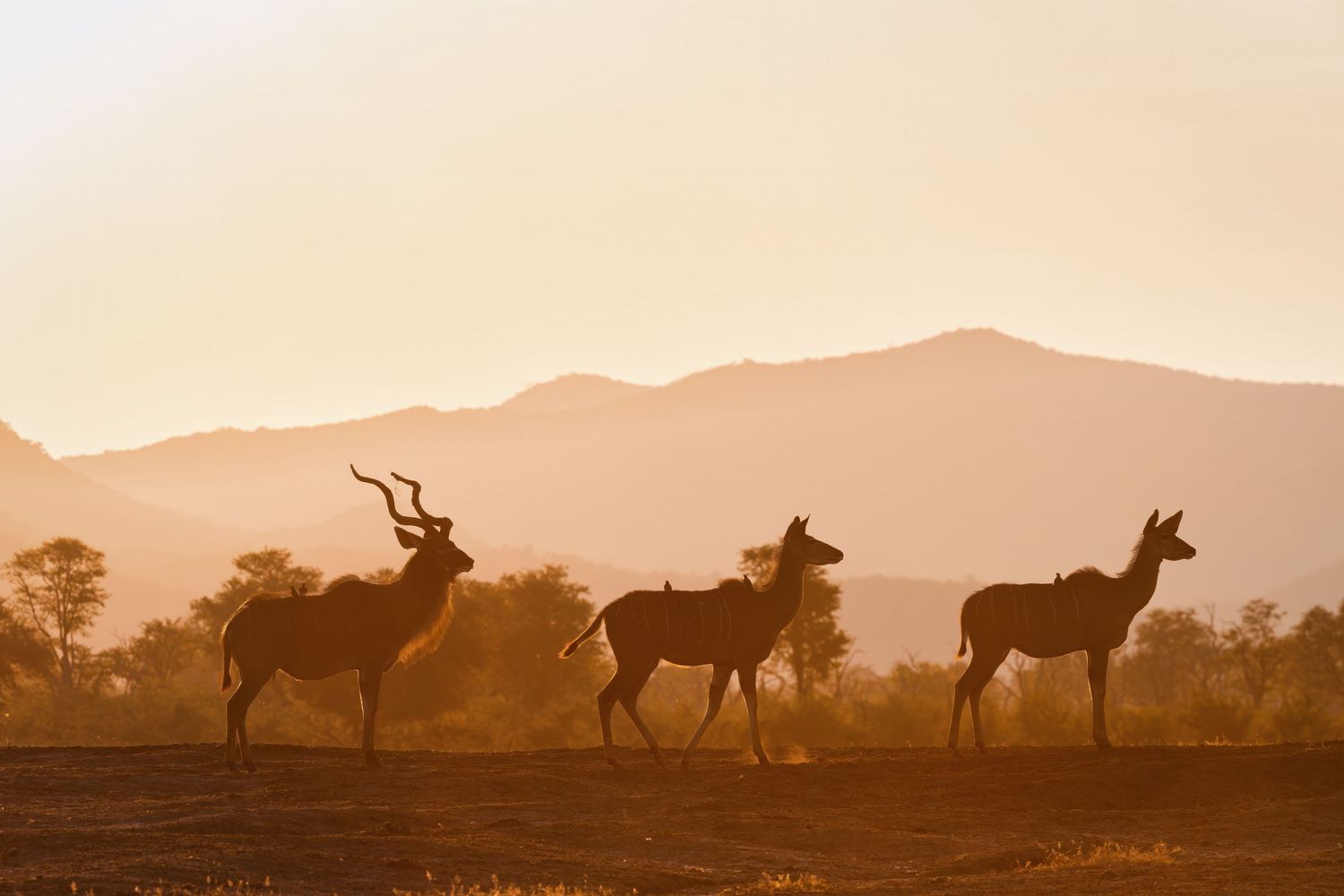 Silhouettes of kudu antelope walking at golden sunset with misty mountain backdrop in African wilderness.